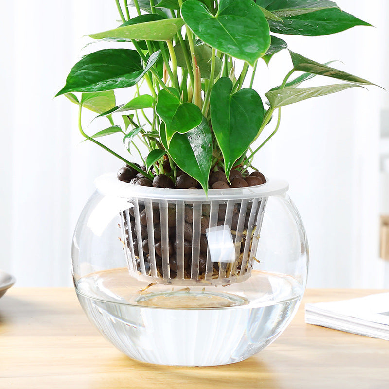 Round Transparent Glass Vase β Versatile Bowl for Flowers, Aquatic Plants & Decor